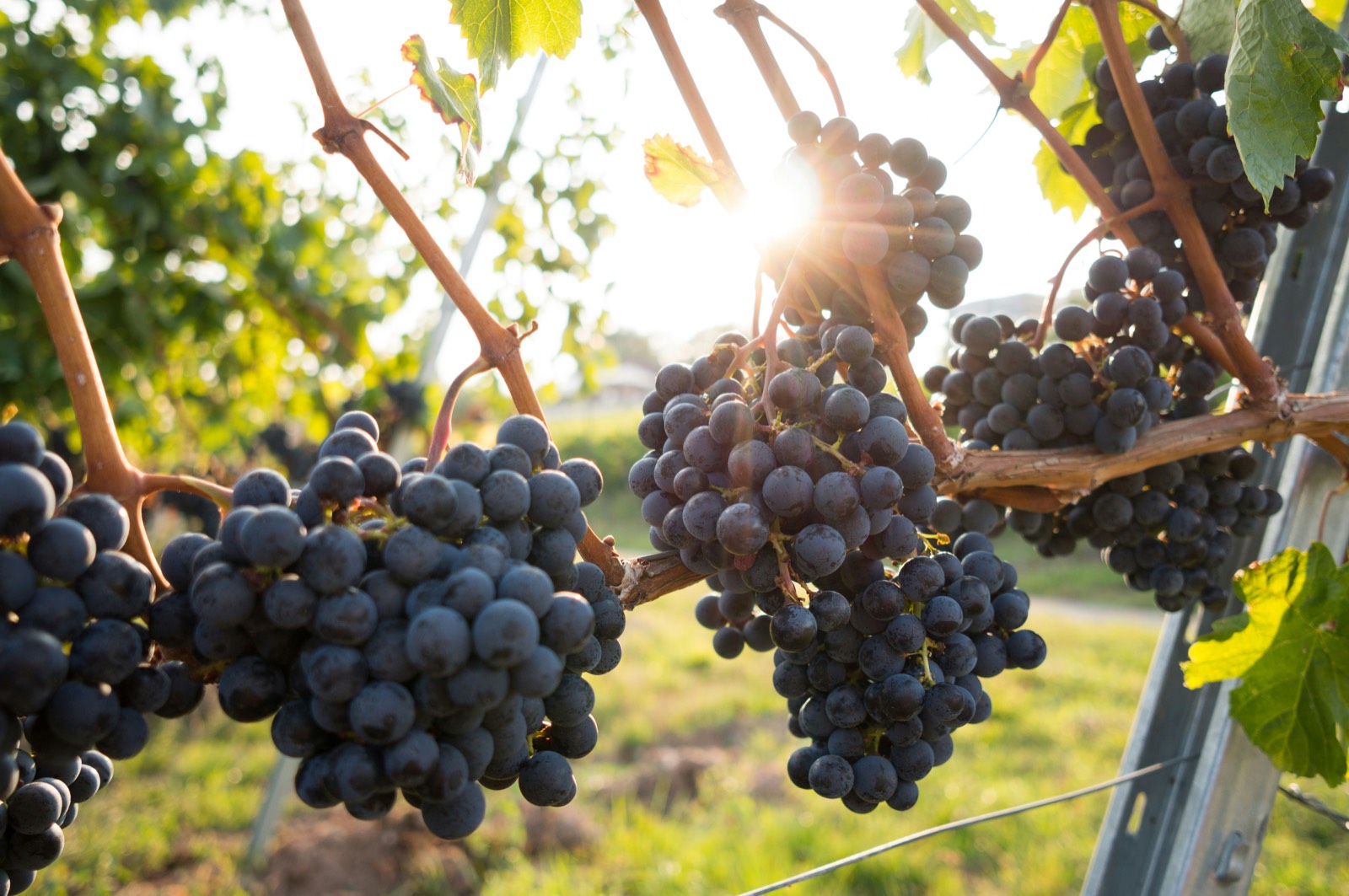 Places for wine lovers